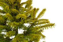 Load image into Gallery viewer, Bonsai Special | Norway Spruce (B6) | The Jonsteen Company