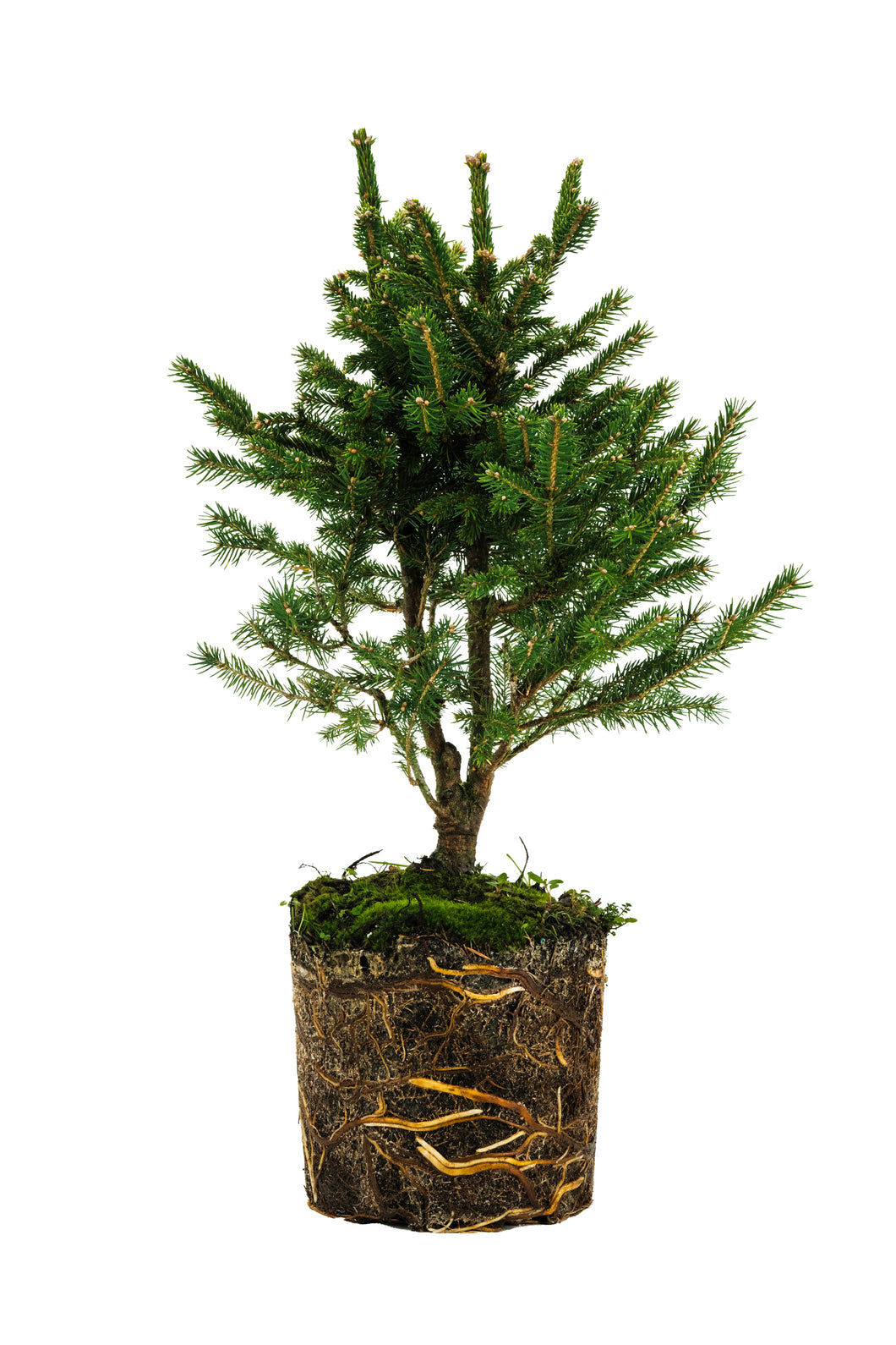 Bonsai Special | Norway Spruce (B6)