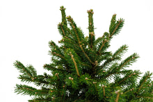 Load image into Gallery viewer, Bonsai Special | Norway Spruce (B6)