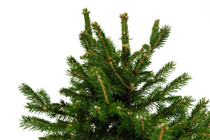 Bonsai Special | Norway Spruce (B6)