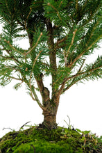 Load image into Gallery viewer, Bonsai Special | Norway Spruce (B6)