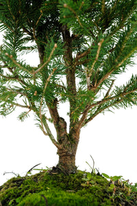 Bonsai Special | Norway Spruce (B6)