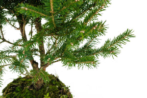 Bonsai Special | Norway Spruce (B6)