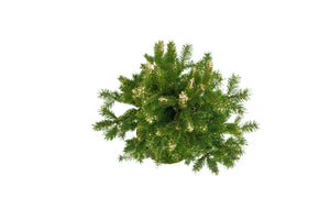 Bonsai Special | Norway Spruce (B6)