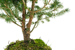 Bonsai Special | Norway Spruce (B6)