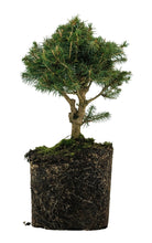 Load image into Gallery viewer, Bonsai Special | Norway Spruce (B7)