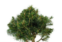 Load image into Gallery viewer, Bonsai Special | Norway Spruce (B7)