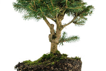 Load image into Gallery viewer, Bonsai Special | Norway Spruce (B7)