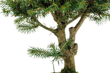 Load image into Gallery viewer, Bonsai Special | Norway Spruce (B7)