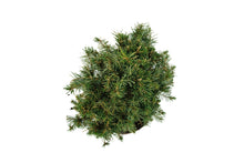 Load image into Gallery viewer, Bonsai Special | Norway Spruce (B7)