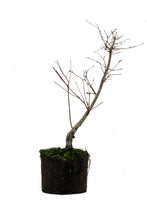 Load image into Gallery viewer, Bonsai Special | Japanese Maple (B8)