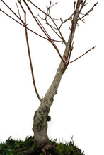 Load image into Gallery viewer, Bonsai Special | Japanese Maple (B8)