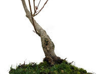 Load image into Gallery viewer, Bonsai Special | Japanese Maple (B8)