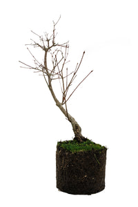 Bonsai Special | Japanese Maple (B8)