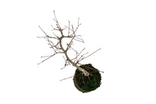 Load image into Gallery viewer, Bonsai Special | Japanese Maple (B8)