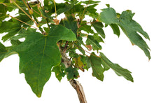 Load image into Gallery viewer, Bonsai Special | Bigleaf Maple (B9) | The Jonsteen Company