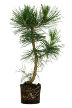 Load image into Gallery viewer, Bonsai Special | Japanese Black Pine (B9)