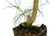 Load image into Gallery viewer, Bonsai Special | Japanese Black Pine (B9)
