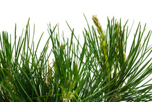 Load image into Gallery viewer, Bonsai Special | Japanese Black Pine (B9)