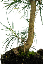 Load image into Gallery viewer, Bonsai Special | Japanese Black Pine (B9)