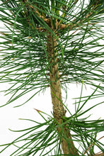 Load image into Gallery viewer, Bonsai Special | Japanese Black Pine (B9)