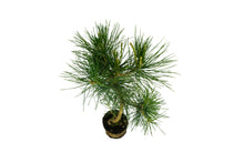 Load image into Gallery viewer, Bonsai Special | Japanese Black Pine (B9)