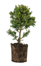 Load image into Gallery viewer, Bonsai Special | Norway Spruce (B9)