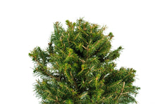 Load image into Gallery viewer, Bonsai Special | Norway Spruce (B9)