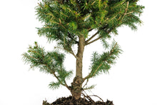 Load image into Gallery viewer, Bonsai Special | Norway Spruce (B9)