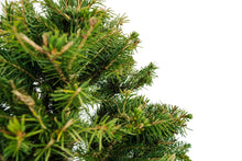 Load image into Gallery viewer, Bonsai Special | Norway Spruce (B9)