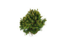 Load image into Gallery viewer, Bonsai Special | Norway Spruce (B9)