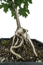 Load image into Gallery viewer, Bonsai Special | Bigleaf Maple (B9)