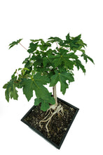 Load image into Gallery viewer, Bonsai Special | Bigleaf Maple (B9)