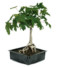 Load image into Gallery viewer, Bonsai Special | Bigleaf Maple (B9)