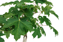 Load image into Gallery viewer, Bonsai Special | Bigleaf Maple (B9)