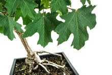 Load image into Gallery viewer, Bonsai Special | Bigleaf Maple (B9)