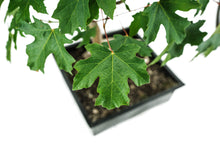 Load image into Gallery viewer, Bonsai Special | Bigleaf Maple (B9)