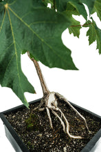 Load image into Gallery viewer, Bonsai Special | Bigleaf Maple (B9)