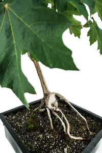 Bonsai Special | Bigleaf Maple (B9)