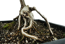 Load image into Gallery viewer, Bonsai Special | Bigleaf Maple (B9)