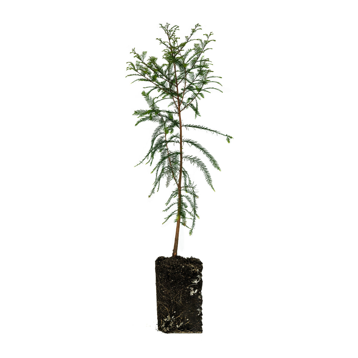 Baldcypress | XL Tree Seedling – The Jonsteen Company