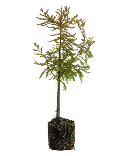 Bonsai Special | Baldcypress (D2)