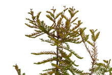 Load image into Gallery viewer, Bonsai Special | Baldcypress (D2)