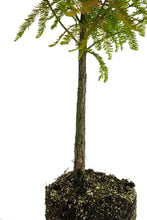 Load image into Gallery viewer, Bonsai Special | Baldcypress (D2)