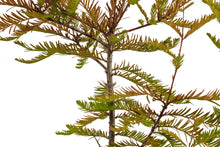 Load image into Gallery viewer, Bonsai Special | Baldcypress (D2)
