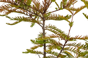 Bonsai Special | Baldcypress (D2)