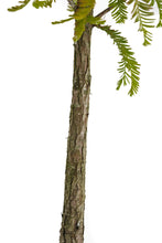 Load image into Gallery viewer, Bonsai Special | Baldcypress (D2)