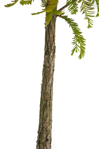 Bonsai Special | Baldcypress (D2)