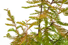 Load image into Gallery viewer, Bonsai Special | Baldcypress (D2)