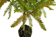 Load image into Gallery viewer, Bonsai Special | Baldcypress (D2)